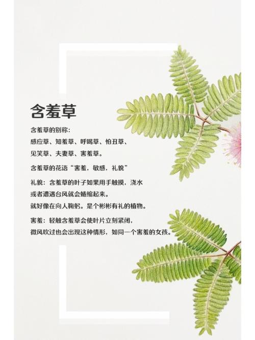 意大利伦理大片的相关介绍