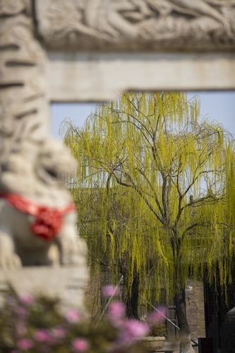 秋霞八妻孑影院的相关介绍
